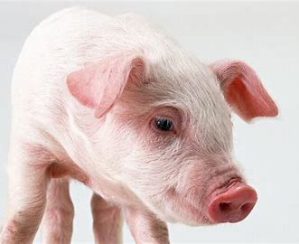 實(shí)驗(yàn)白豬