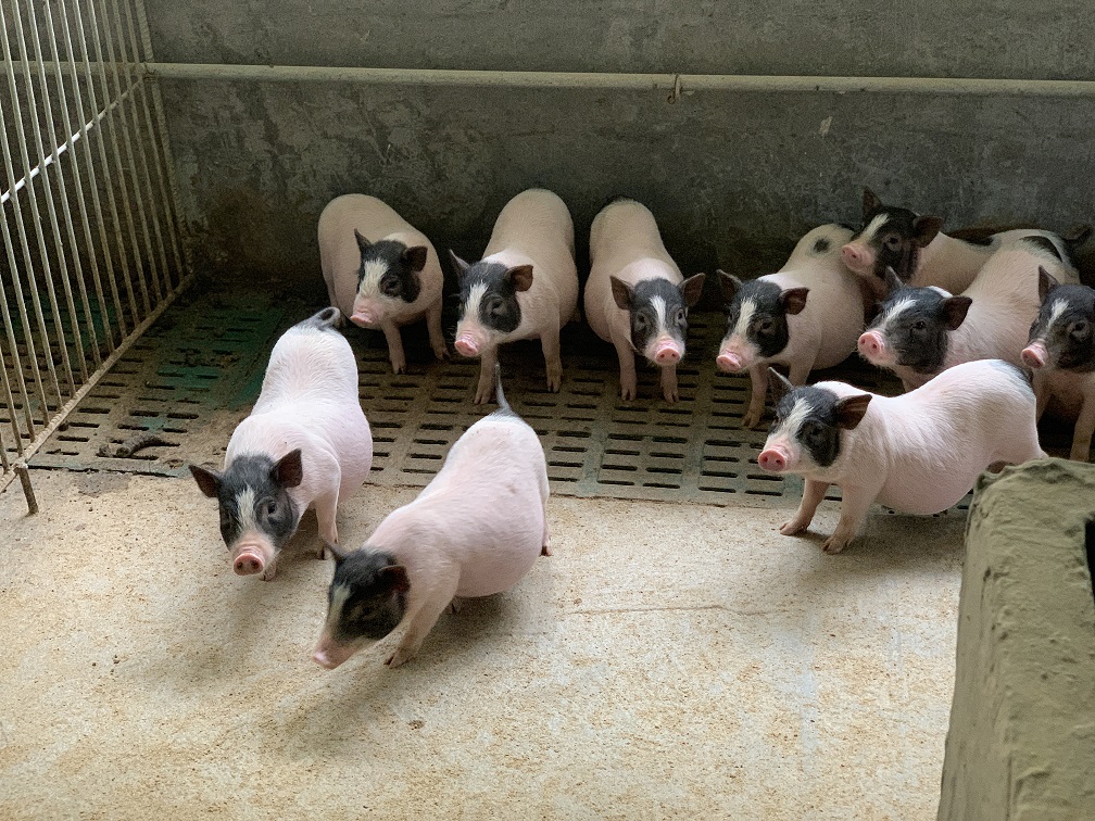 實(shí)驗(yàn)小型豬